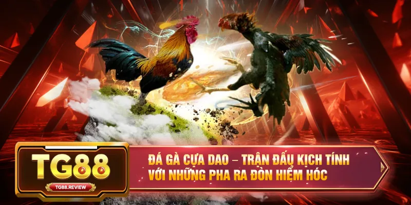 Đá Gà Cựa Dao – Trận Đấu Kịch Tính Với Những Pha Ra Đòn Hiểm Hóc