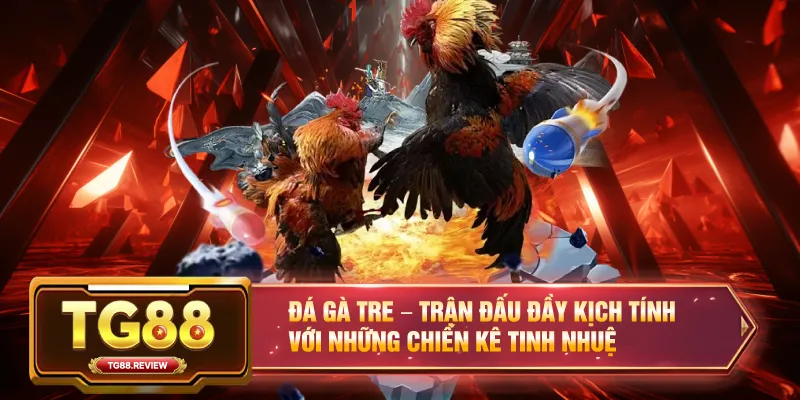 Đá Gà Tre – Trận Đấu Đầy Kịch Tính Với Những Chiến Kê Tinh Nhuệ