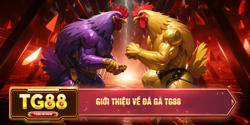 Giới Thiệu Về Đá Gà TG88